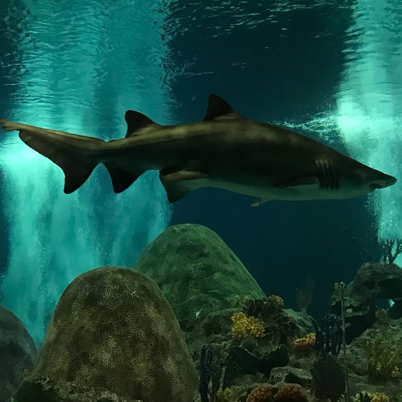 Meet your Posher, Dalton - Picture 1 of 1